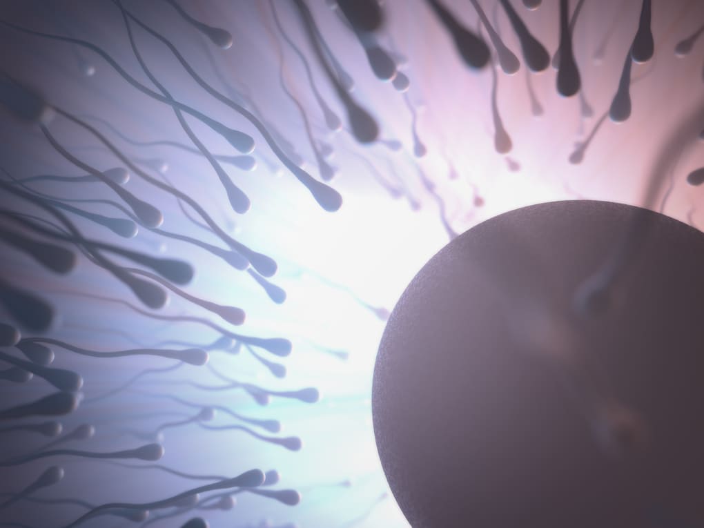 ¿Qué sucede después de la fecundación? Información para personas en  Guatemala